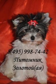 Бивер Йорк Щенки
