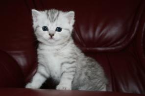 Британские котята,кошечка шиншила,зеленоглазая красавица.