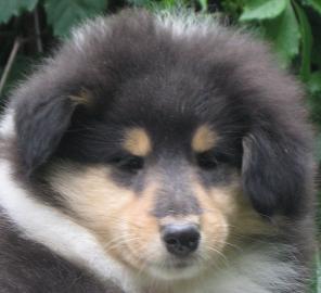 Колли длинношерстный щенок