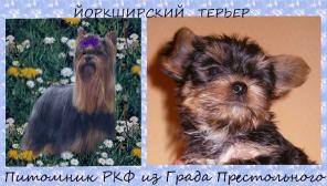Йоркширский терьер щенки