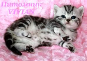 Британские котята вискас из питомника VIVIAN.
