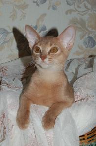 Абиссинские котята