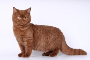 Британские котята