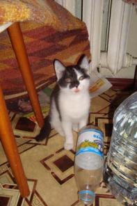 КОТЕНОК