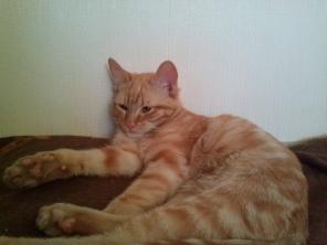 Маленький одинокий котенок с большим сердцем ищет дом