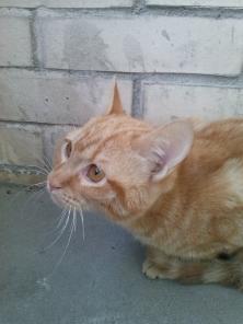 Маленький одинокий котенок с большим сердцем ищет дом