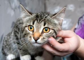 Котята-позитивчики - в добрые руки!