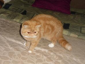 Экзотические котята