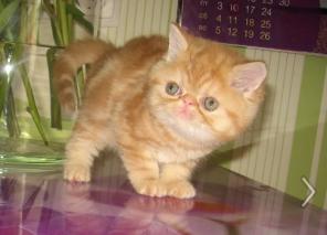 Экзотические котята