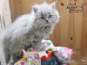 Английские длинношерстные котята