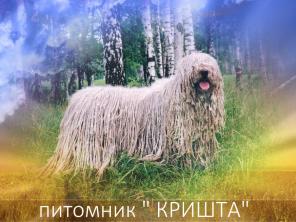 Комондора щенков продаем