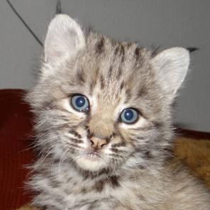 Продажа красивых котят,с родословной