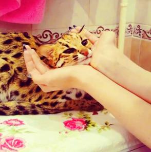 Продам котят АЛК( азиатской леопардовой кошки)