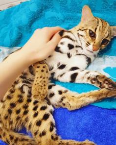 Продам котят АЛК( азиатской леопардовой кошки)