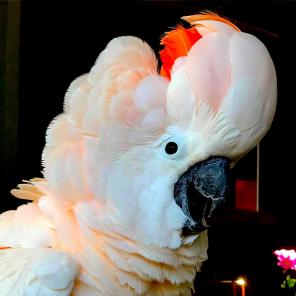 Молуккский какаду (cacatua moluccensis) - ручные птенцы из питомников Европы