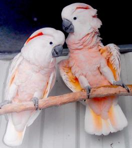 Молуккский какаду (cacatua moluccensis) - ручные птенцы из питомников Европы