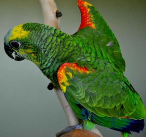 Синелобый амазон (Amazona aestiva aestiva) - ручные птенцы из питомников Европы