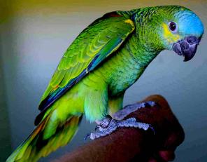 Синелобый амазон (Amazona aestiva aestiva) - ручные птенцы из питомников Европы