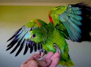 Синелобый амазон (Amazona aestiva aestiva) - ручные птенцы из питомников Европы