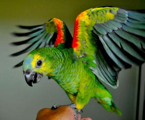 Синелобый амазон (Amazona aestiva aestiva) - ручные птенцы из питомников Европы
