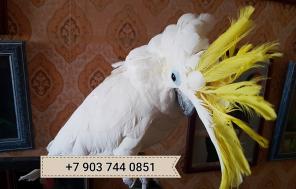 Желтохохлый какаду (cacatua galerita triton) ручные птенцы из питомников Европы