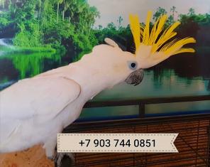 Желтохохлый какаду (cacatua galerita triton) ручные птенцы из питомников Европы