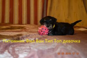 Щенки Цвергшнауцера черный с серебром.