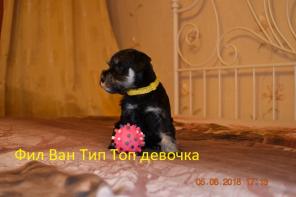 Щенки Цвергшнауцера черный с серебром.
