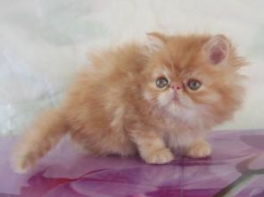 Экзотические и персидские котята