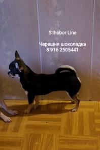 Шоколадная Чихуахуа девочка