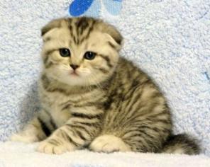 Вислоухие плюшевые котята