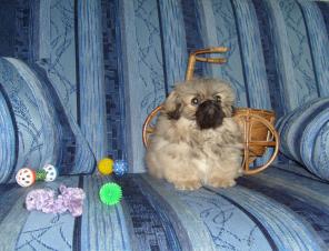 Пекинеса щенки