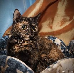 Шикарная черепаховая кошка в дар