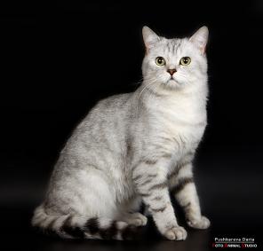 Международный Чемпион шотландский прямоухий кот СКОТТИШ-СТРАЙТ НА ВЯЗКУ. Вязка кошек. Жених для вислоухой кошки.
