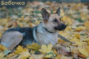 Собака Бабочка, мини-овчарка ищет хозяина! (Питер)