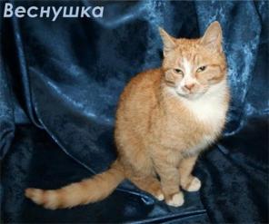 Кошечка Веснушка в хорошие руки! (Питер)