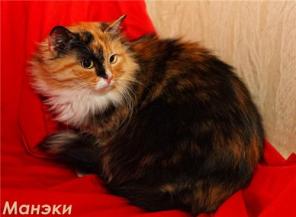 Роскошная кошь Манэки в ищет хозяина! (Питер)