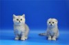 .Кошечка Элитного окраса Шотландская Вислоухая.