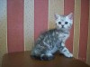 .Британский котенок - медвежонок.
