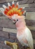 Какаду инка (Cacatua leadbeateri)  птенцы-выкормыши из питомника
