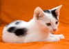 .Отличные котята – хорошим людям.