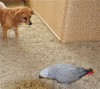 .Миниатюрный рыжик-коротколапик в дар.