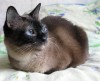 .Тайская кошка в хорошие руки!.