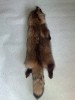 продам шкуру енота,(Россия),100см.,от кончика носа до начала хвоста.