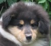 .Колли длинношерстный щенок.