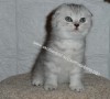 .Предлагаем шотландских вислоухих котят.