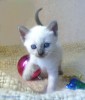 .Тайские котята из питомника Санчитос.