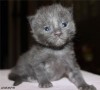 .Питомник «APOGEYA*BY» предлагает котят породы Мейн - Кун..