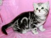 .Британские котята вискас из питомника VIVIAN..