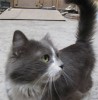 .Молодой кастрированный котик ищет новый дом! Помогите ему!.